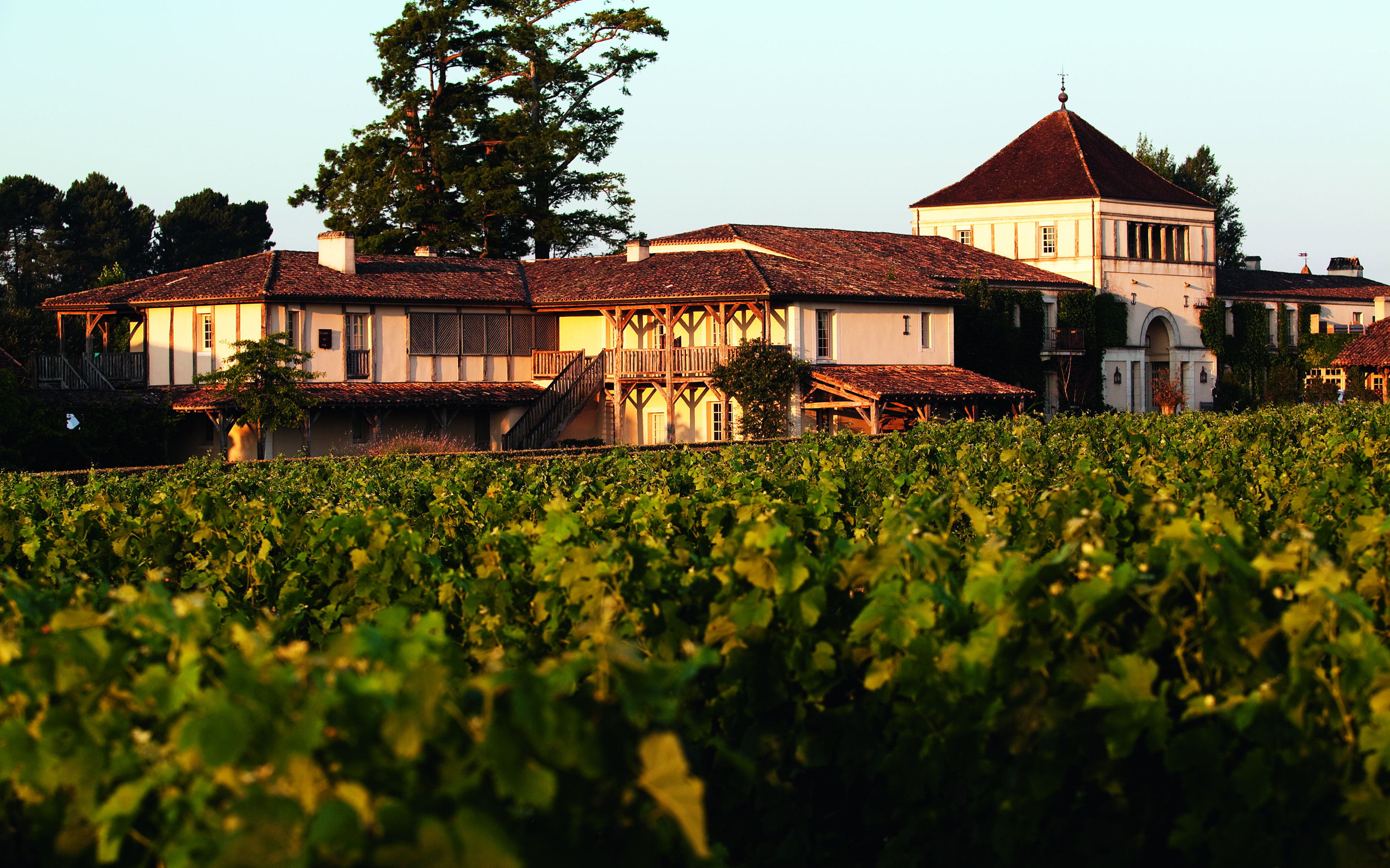 vignes bordeaux