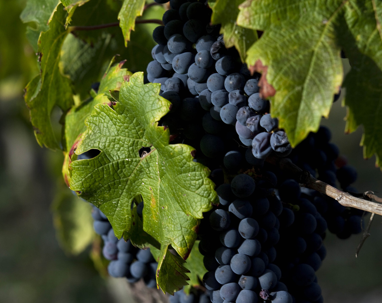 Vignes avec grappes de raisin