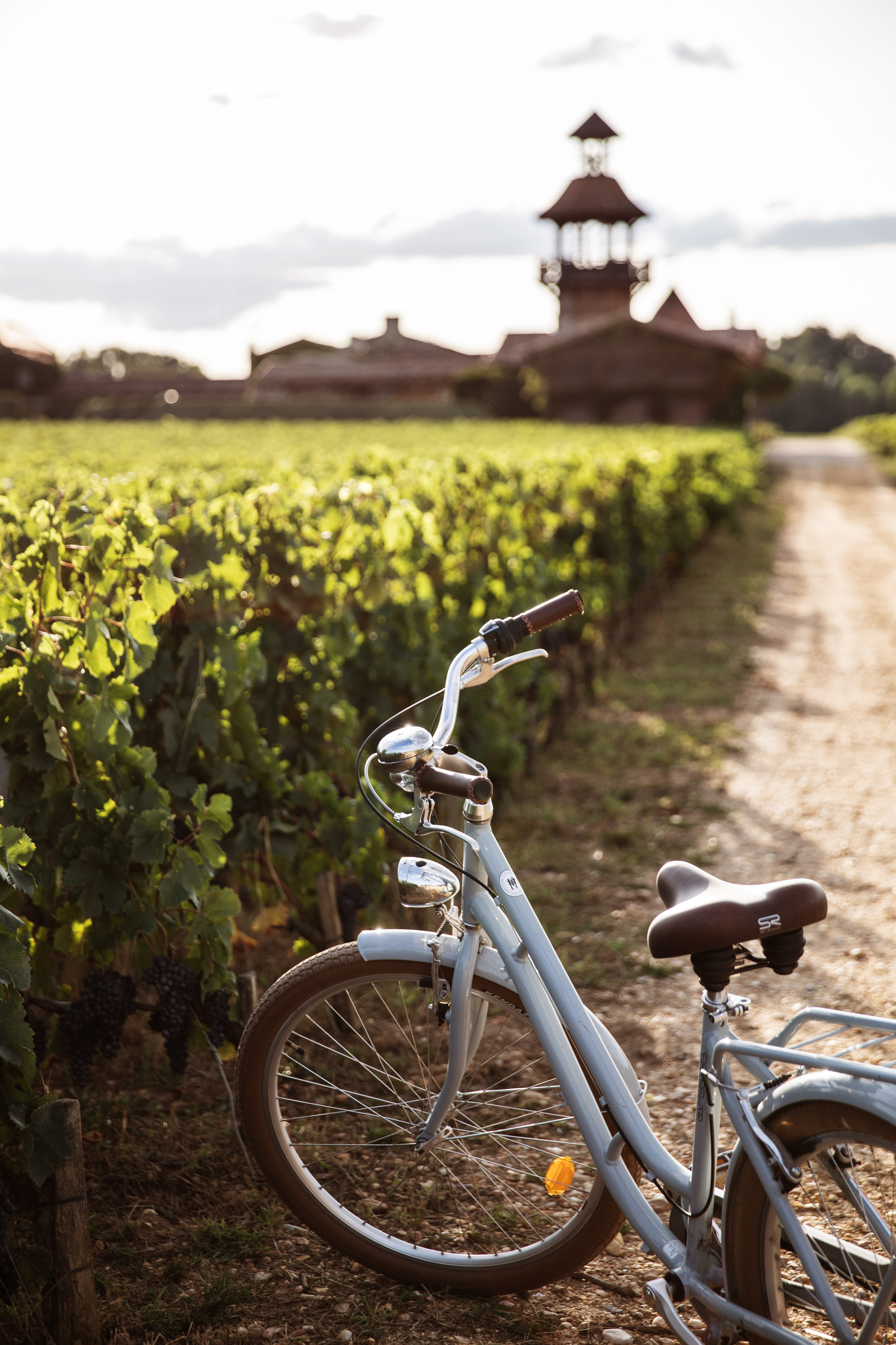 Vélo au cœur des vignes