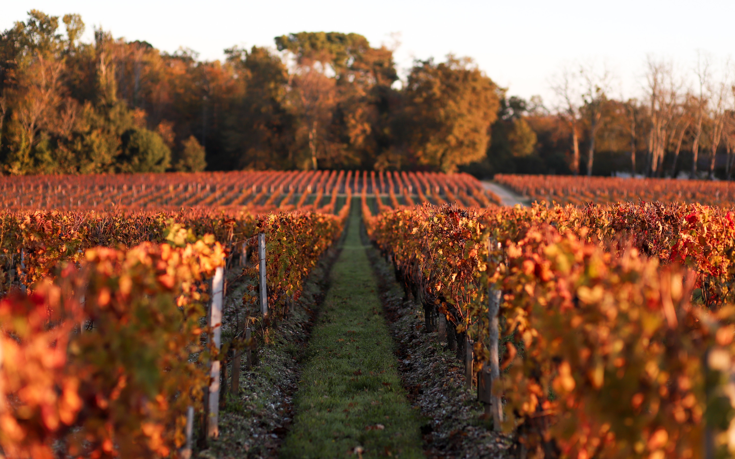 Vignes orangées à l’automne