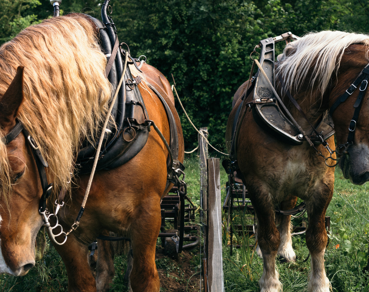 Chevaux de traits au cœur des vignes